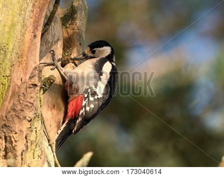 Great spotted woodpecker in a tree - Dendrocopos major