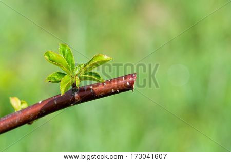 Start of the life on a small truncated tree branch.