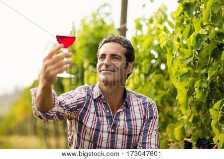 Smiling male vintner looking at glass of wine in vineyard