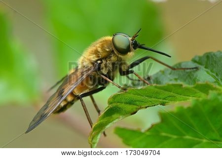pale giant horse-fly outdoor (tabanus bovinus)