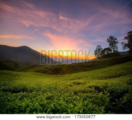 Sunris over the Tea plantation in Cameron highlands Malaysia