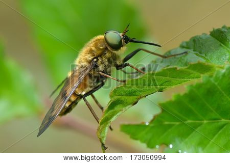 pale giant horse-fly outdoor (tabanus bovinus)