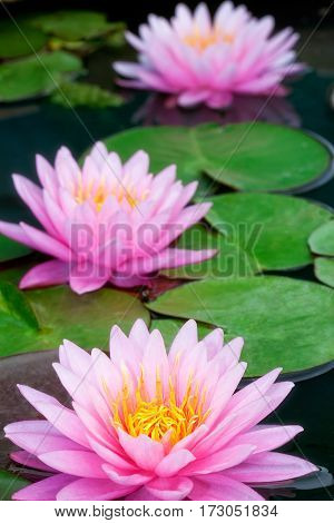 This beautiful waterlily or lotus flower is complimented by the rich colors of the deep blue water surface. Saturated colors and vibrant detail make this an almost surreal image Bangkok Thailand