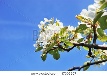 Pear tree flowers