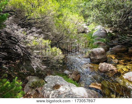 Pedrisa, Comunity Of Madrid, Spain