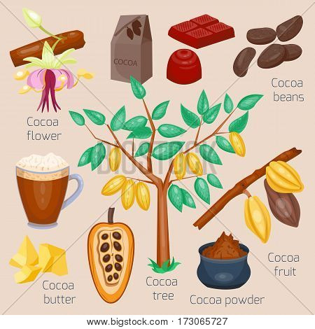 Set of cocoa. Chocolate tree. Vector illustration. Cartoon style.