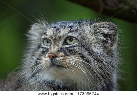 Pallas's cat (Otocolobus manul), also known as the manul. 