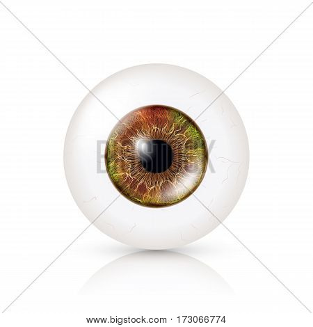 Photo Realistic Eyeball. Human Retina. Vector Illustration Of 3d Human Glossy Eye With Shadow And Reflection. Front View. Isolated On White Background