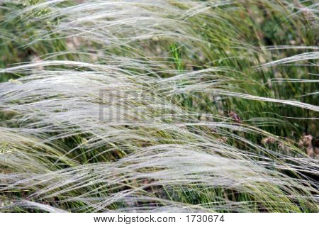 Federgras