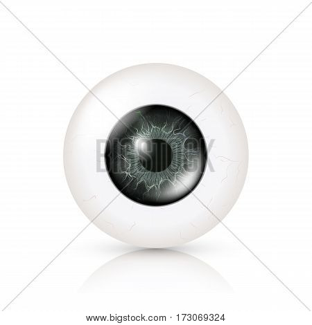 Eye Realistic. Vector Illustration Of 3d Human Glossy Photo Rrealistic Eye With Shadow And Reflection. Front View. Isolated On White Background.