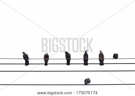 pigeon sitting on power lines isolated on white background with clipping path