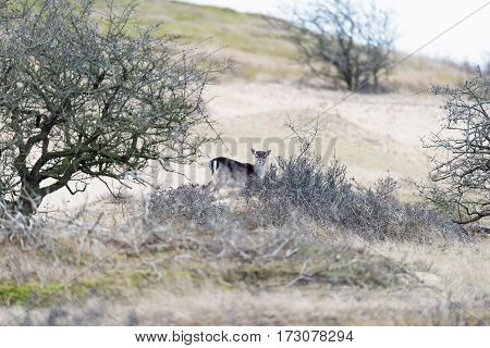 Fallow deer calf standing behind bushes. National park Amsterdamse Waterleidingduinen.