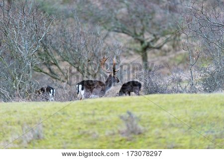 Fallow deer stag walking towards bushes. National park Amsterdamse Waterleidingduinen.