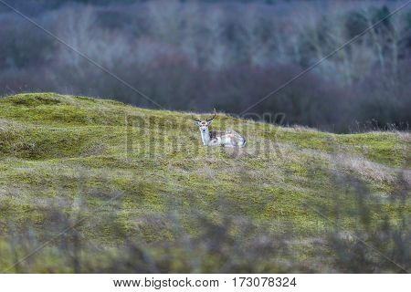Deer stag lying down on grass. National park Amsterdamse Waterleidingduinen.