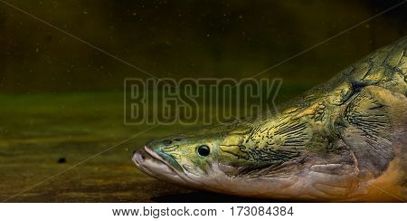 Close Up Shot Of Arapaima Fish Head