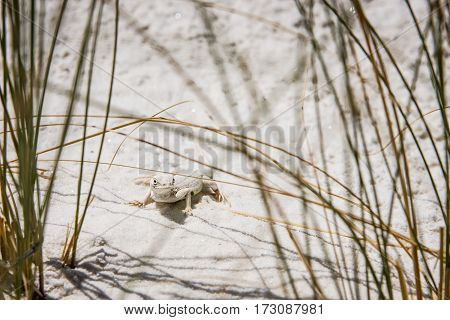 Bleached Earless Lizard