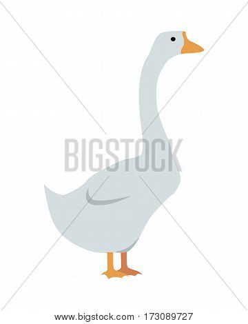 Goose flat style vector. Domestic animal. Country inhabitants concept. Poultry. Illustration for farming, animal husbandry, meat, down production companies. Agricultural species. Isolated on white