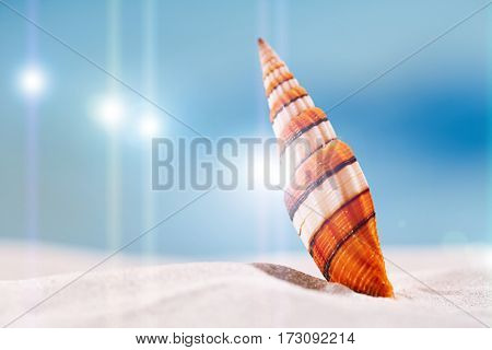bright sea shell on white beach sand under the sun light, shallow dof