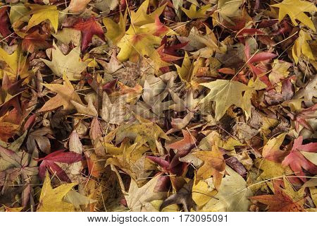 Milan (Lombardy Italy): the colors of the autumn