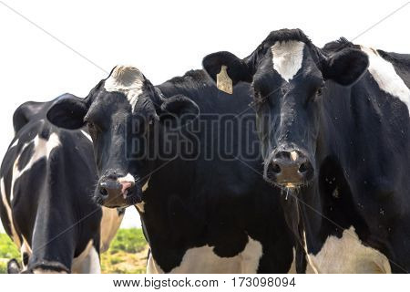 Two black and white Holstein cows look at the camera with a third with head down