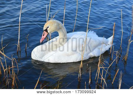 Young swan in the lake, Puškaš, Croatia