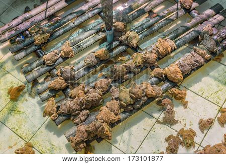East Asian Bullfrog Tadpole In Pond