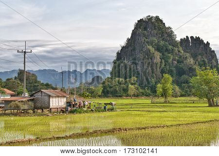 Landscape of a wet rice field a small hut and a karst mountain hill in a mountainous scenery with blue sky and wonderful view