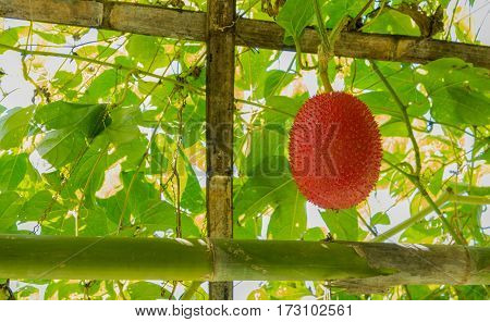 Baby Jackfruit Spiny Bitter Gourd.
