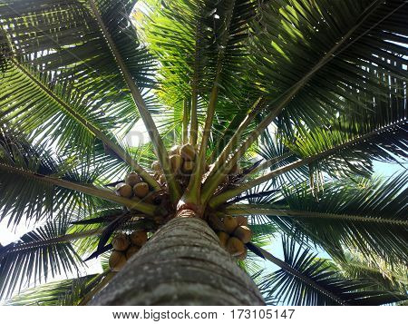 South Kerala Coconut Trees
