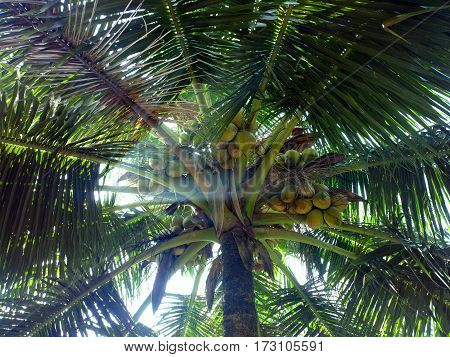 South Kerala Coconut Trees