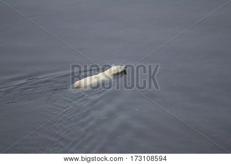 Ice and seals retreated far to North and this bear swam for prey to North pole. Northern island of Novaya Zemlya archipelago