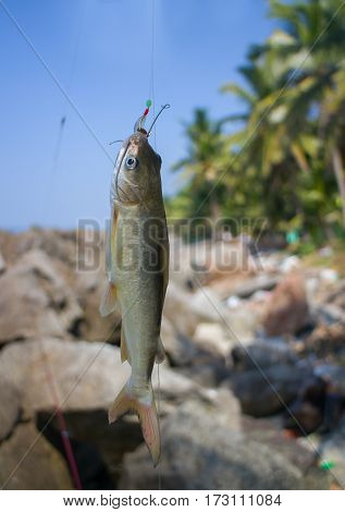 Fishing in India 2. Parvati fish caught in surf among the rocks. Kerala and Goa.