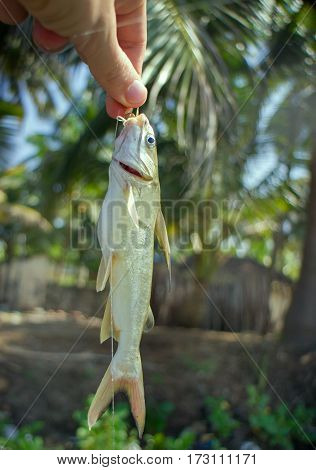 Amateur Fishing In India 2. Parvati Fish