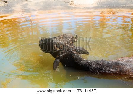 Black Buffalo enjoy water and chew cud. Kerala. India