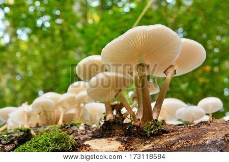 oudemansiella mucida known as the porcelain mushroom in the wild