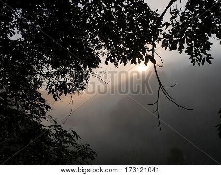 Sun rays during sunrise in a foggy misty jungle landscape scene