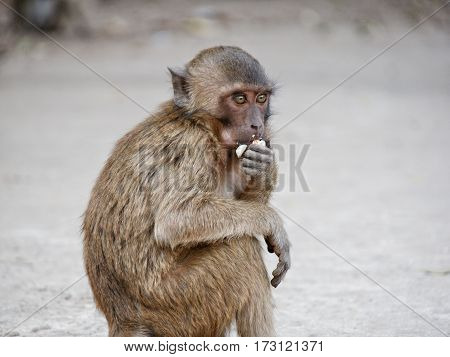 Small brown monkey eating peanuts and looking around