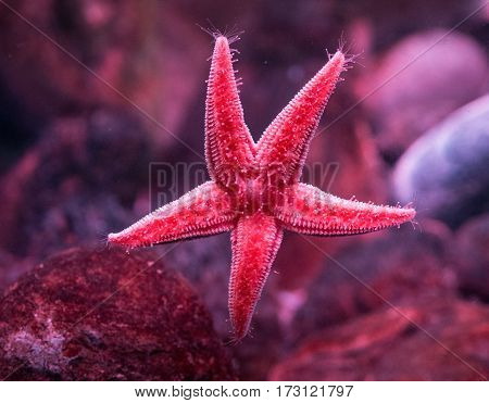 five arm starfish sea star sticks to glass shows lower surface