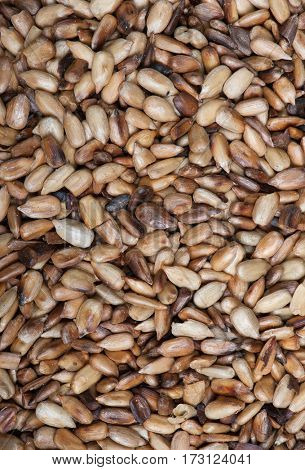 Overcooked peeled sunflower seeds background