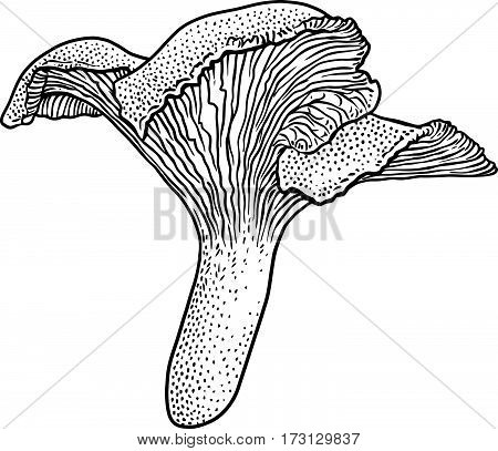 Chanterelle mushroom  illustration, drawing, engraving, line, ink