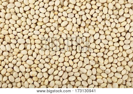 White Frigole Kidney Beans Close Up Background