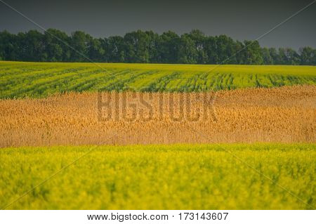 Field of flowering oilseed rape and a strip of dry reeds. Ukraine. Europe.