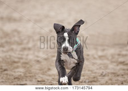 American Pitbull