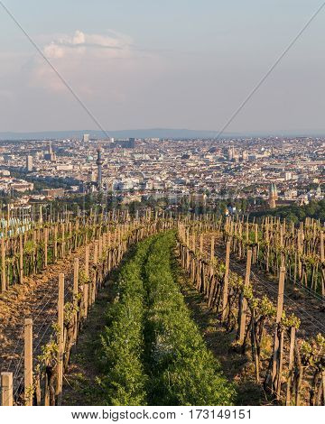 Wineries in Vienna's kahlenberg at the start of the season before the vines have started producing grapes. Part of the Vienna skyline can be seen.