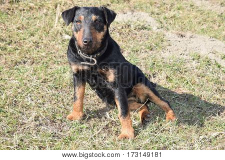 Posing little dog terriers, Zlatna Greda, Croatia