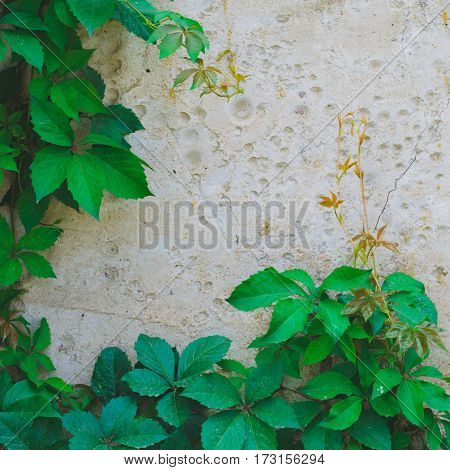 Green leaves of ivy (virginia creeper) on gray background of a cement wall with holes