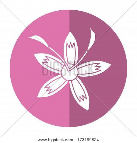 flower daylily beautiful flora shadow vector illustration eps 10