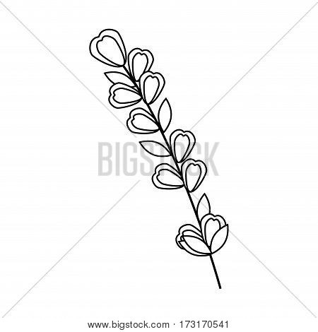 monochrome contour flowers with oval leaves and ramifications vector illustration