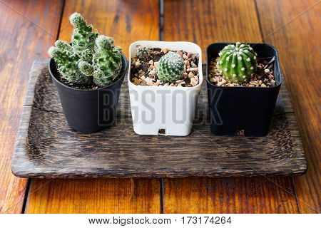 Three cactus plants on wood table background.