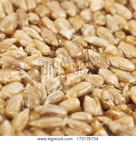 Close-up fragment of a gozinaki confection sweets as a backdrop composition with a shallow depth of field